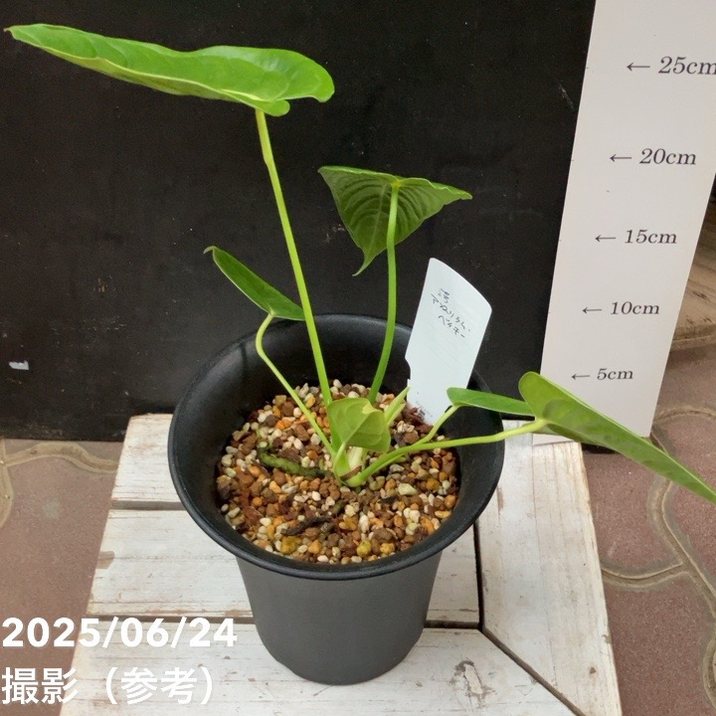 現品お届け】アンスリウム ベイチー Anthurium Veitchii 5号
