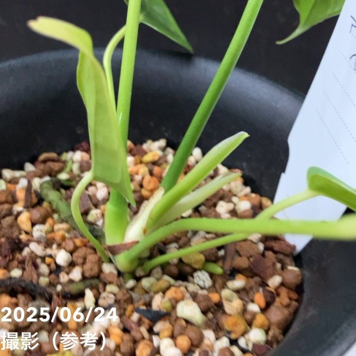 現品お届け】アンスリウム ベイチー Anthurium Veitchii 5号