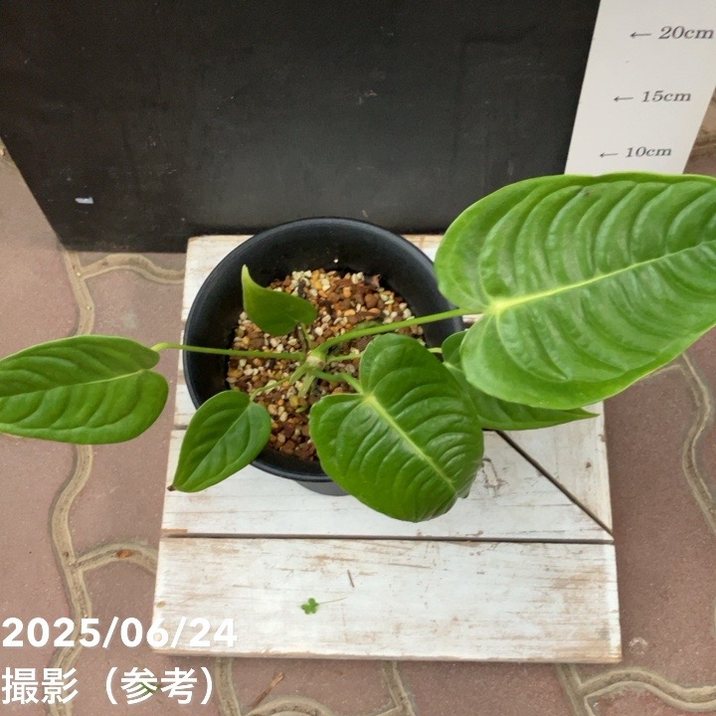 98 veitchii ベイチー　アンスリウム　Anthurium アンスリウム ベイチー 「Anthurium veitchii」96Y | SHOUCHIKUEN