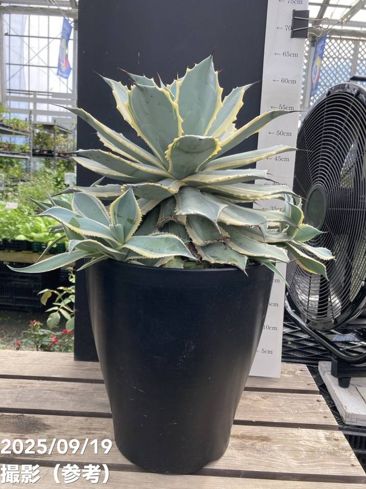 アガベ 9号 ポタトラム 雷神錦 特大株｜s200｜観葉04-PA | 観葉