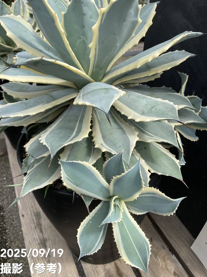 アガベ 9号 ポタトラム 雷神錦 特大株｜s200｜観葉04-PA | 観葉・多肉