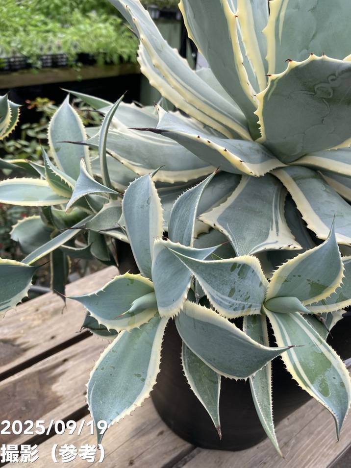 アガベ 9号 ポタトラム 雷神錦 特大株｜s200｜観葉04-PA | 観葉・多肉