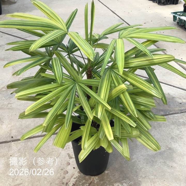 観音竹 綾錦 7号｜観葉10-TU | 観葉・多肉 | 赤塚植物園オンライン 花