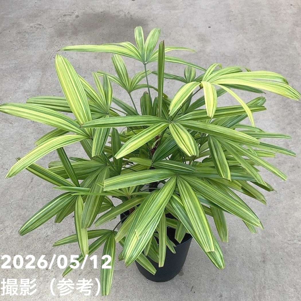 観音竹 綾錦 7号｜観葉10-TU | 観葉・多肉 | 赤塚植物園オンライン 花