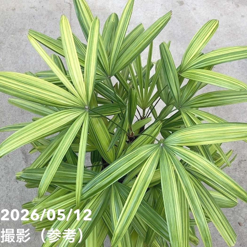 観音竹 綾錦 7号｜観葉10-TU | 観葉・多肉 | 赤塚植物園オンライン 花