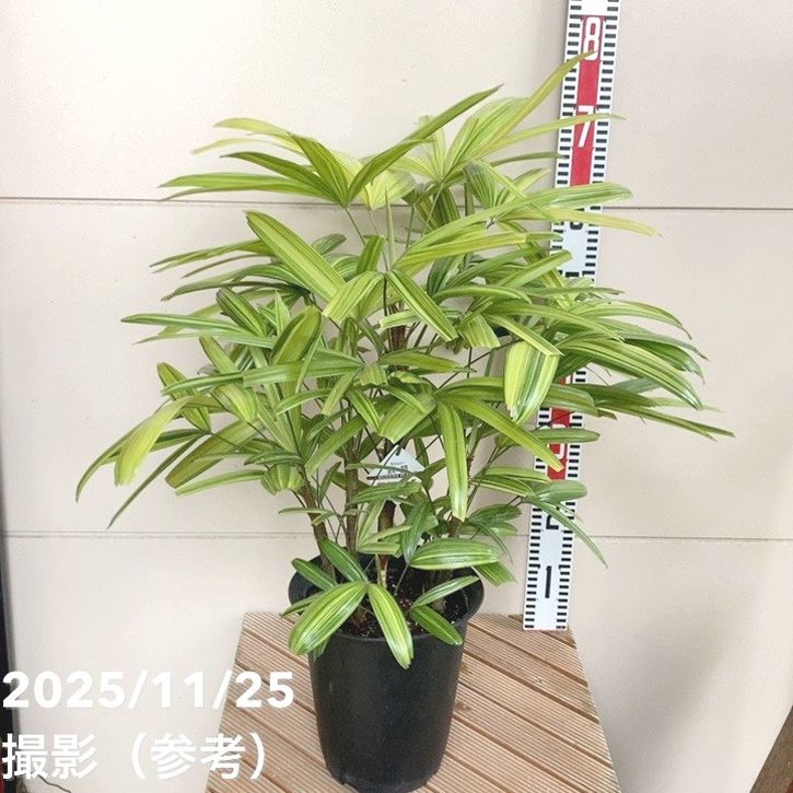 観音竹 綾錦 7号｜観葉04-PA | 観葉・多肉 | 赤塚植物園オンライン 花