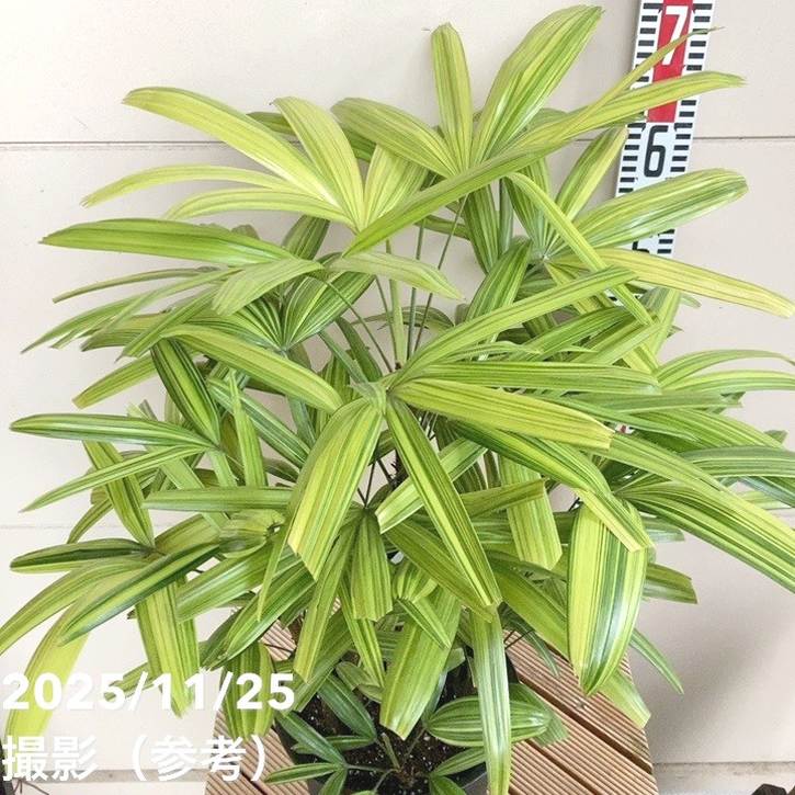 観音竹 綾錦 7号｜観葉04-PA | 観葉・多肉 | 赤塚植物園オンライン 花