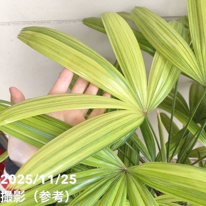 観音竹 綾錦 7号｜観葉10-TU | 観葉・多肉 | 赤塚植物園オンライン 花