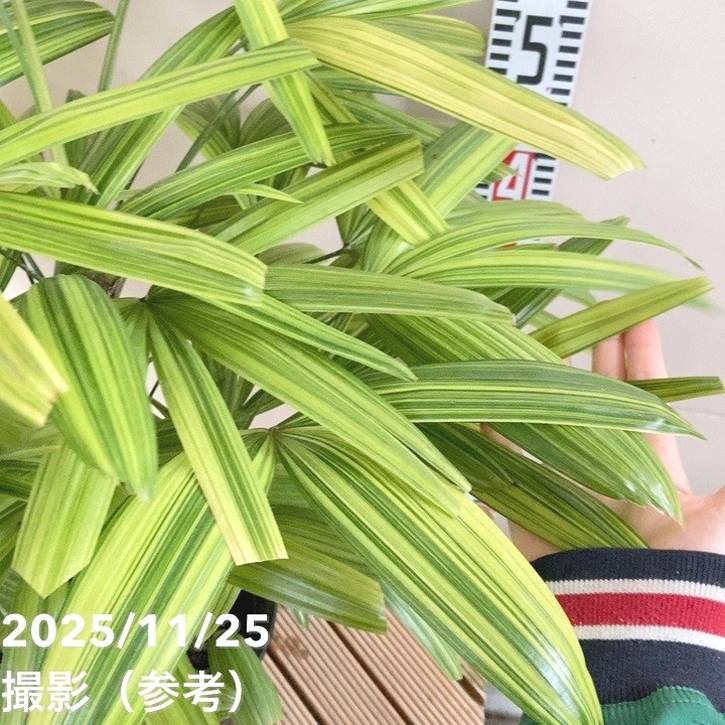 観音竹 綾錦 7号｜観葉10-TU | 観葉・多肉 | 赤塚植物園オンライン 花