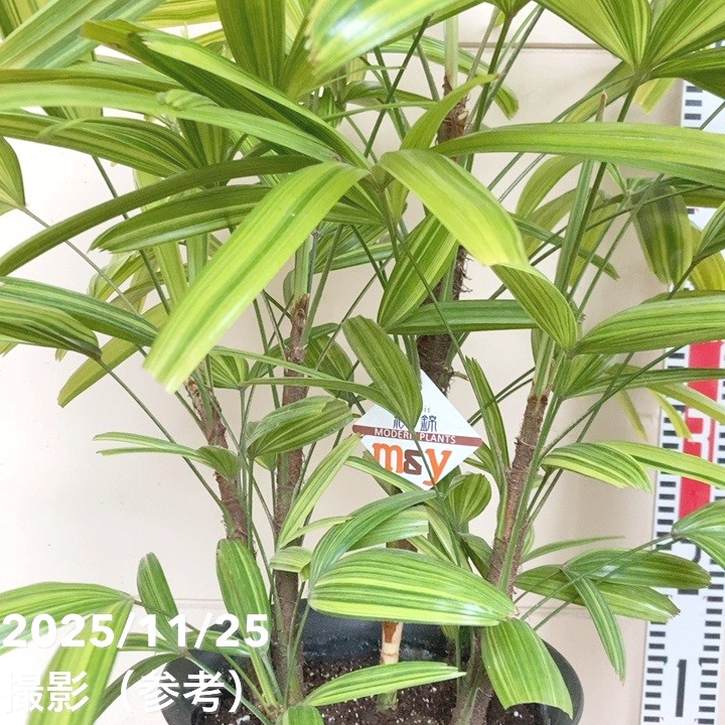 観音竹 綾錦 7号｜観葉10-TU | 観葉・多肉 | 赤塚植物園オンライン 花