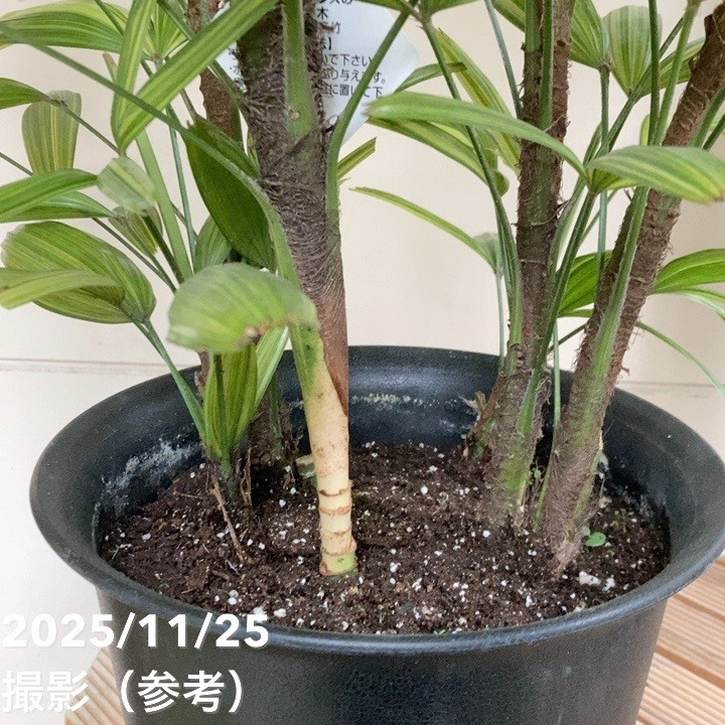観音竹 綾錦 7号｜観葉04-PA | 観葉・多肉 | 赤塚植物園オンライン 花