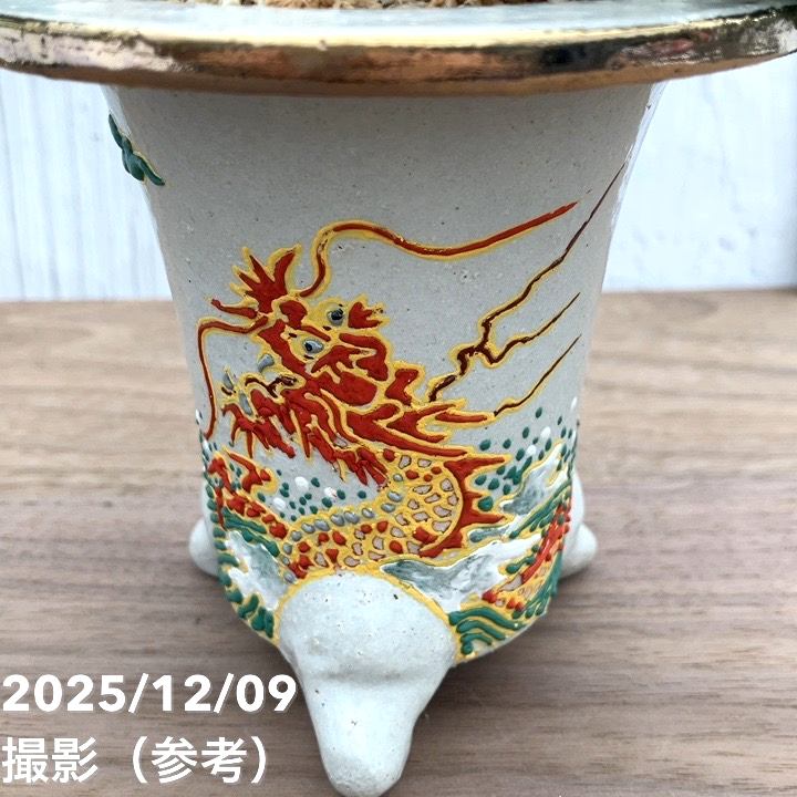 現品お届け】豊明園 万年青 オモト 海龍獅子実生（かいりゅうじし） 龍