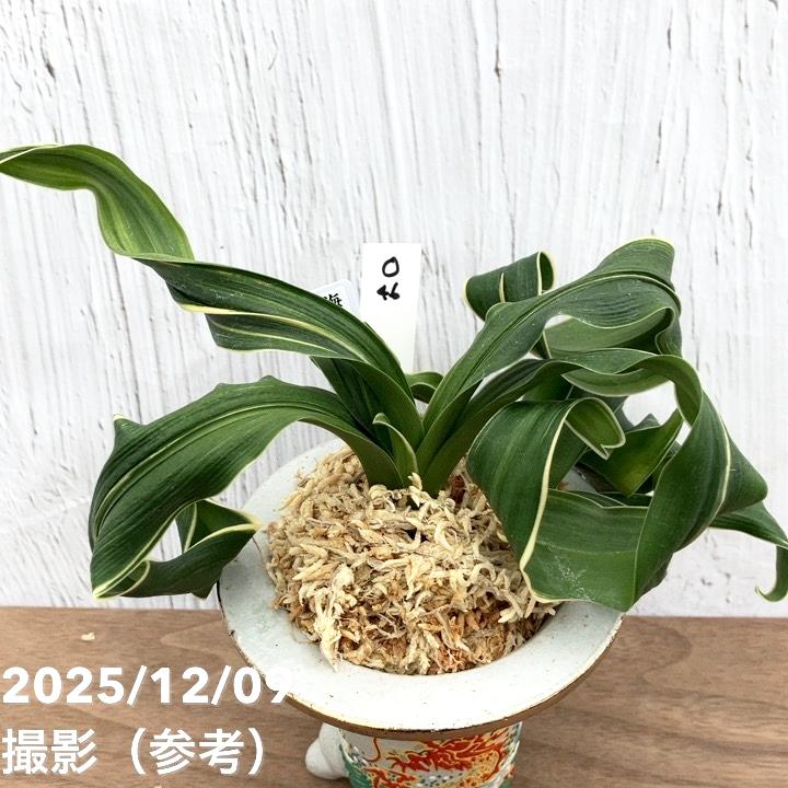 万年青　オモト　海龍獅子実生　ラスト出品 現品お届け】豊明園 万年青 オモト 海龍獅子実生（かいりゅうじし） 龍