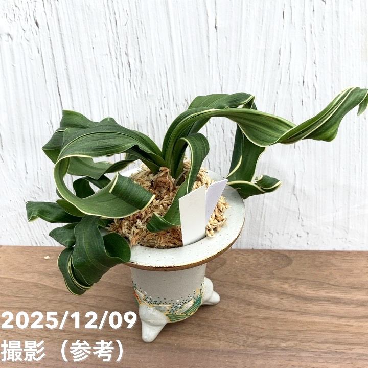 現品お届け】豊明園 万年青 オモト 海龍獅子実生（かいりゅうじし） 龍