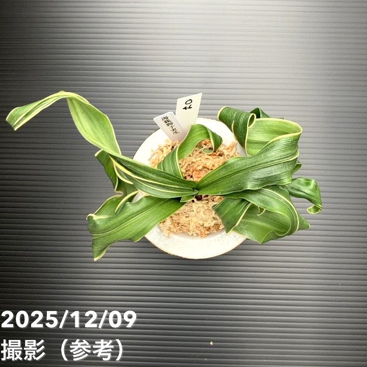 現品お届け】豊明園 万年青 オモト 海龍獅子実生（かいりゅうじし） 龍