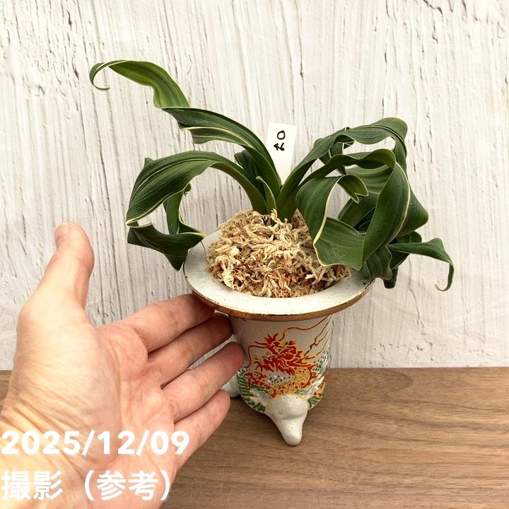 獅子万年青　おもと　白縞斑　4号陶器鉢つき 子株4株つき❗　③ 獅子万年青 おもと 白縞斑 4号陶器鉢つき 子株4株つき❗