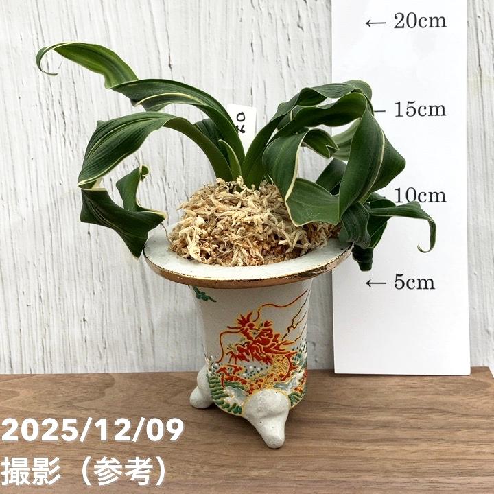 現品お届け】豊明園 万年青 オモト 海龍獅子実生（かいりゅうじし） 龍