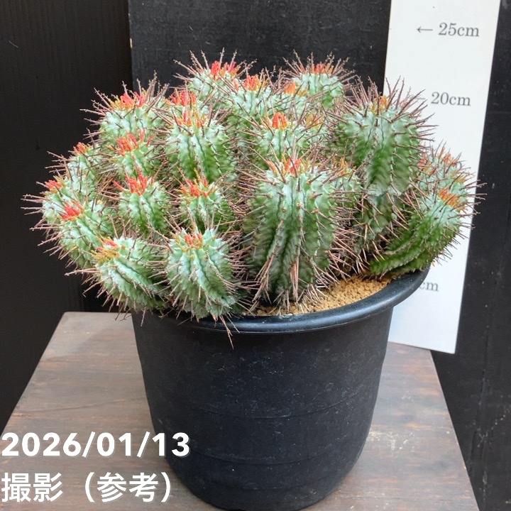 サボテン ホリダ群生 大株｜観葉04-PA | 観葉・多肉 | 赤塚植物園