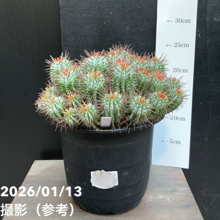 サボテン ホリダ群生 大株｜観葉04-PA | 観葉・多肉 | 赤塚植物園