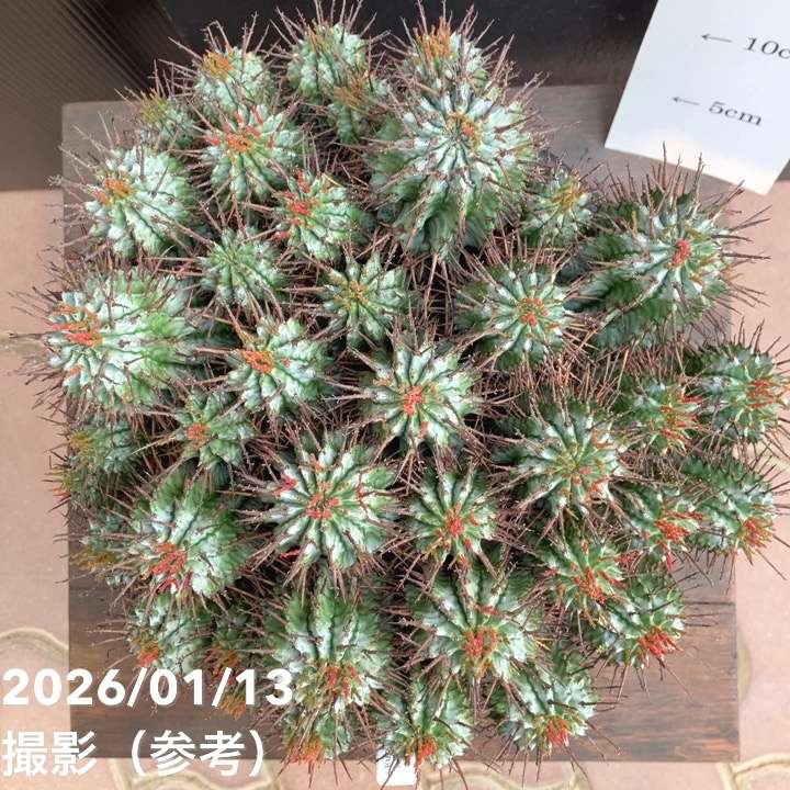 サボテン ホリダ群生 大株｜観葉04-PA | 観葉・多肉 | 赤塚植物園