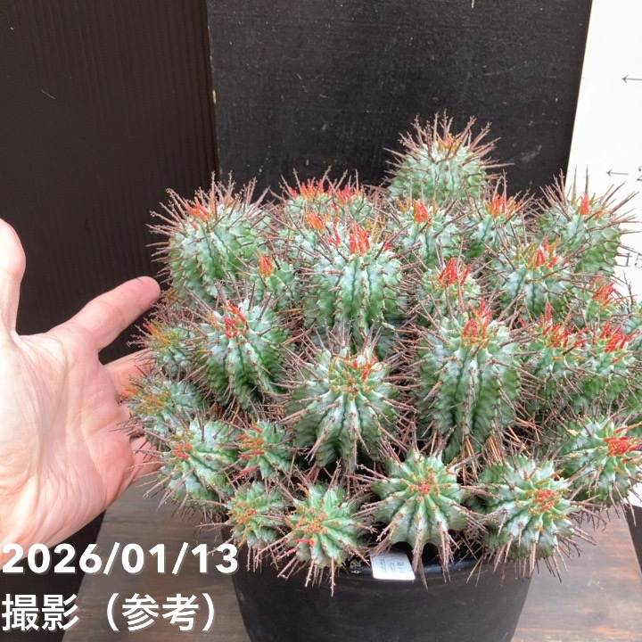 サボテン ホリダ群生 大株｜観葉04-PA | 観葉・多肉 | 赤塚植物園