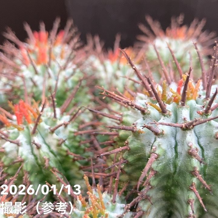サボテン ホリダ群生 大株｜観葉04-PA | 観葉・多肉 | 赤塚植物園