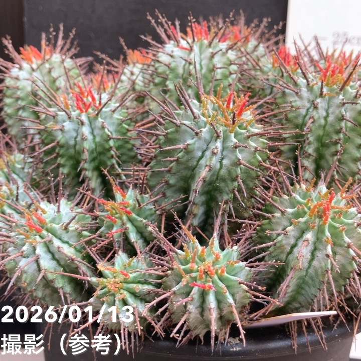 サボテン ホリダ群生 大株｜観葉04-PA | 観葉・多肉 | 赤塚植物園