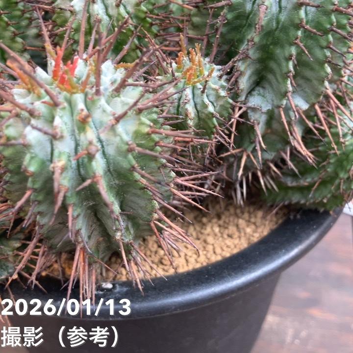 サボテン ホリダ群生 大株｜観葉04-PA | 観葉・多肉 | 赤塚植物園