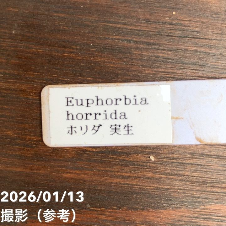 サボテン ホリダ群生 大株｜観葉04-PA | 観葉・多肉 | 赤塚植物園