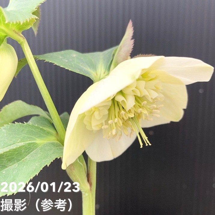 一点物】加藤農園 クリスマスローズ 4.5号（KT49）｜山野04-PA | 草花