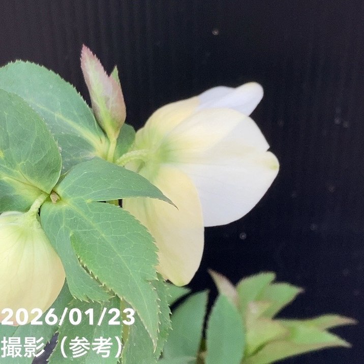 一点物】加藤農園 クリスマスローズ 4.5号（KT49）｜山野04-PA | 草花