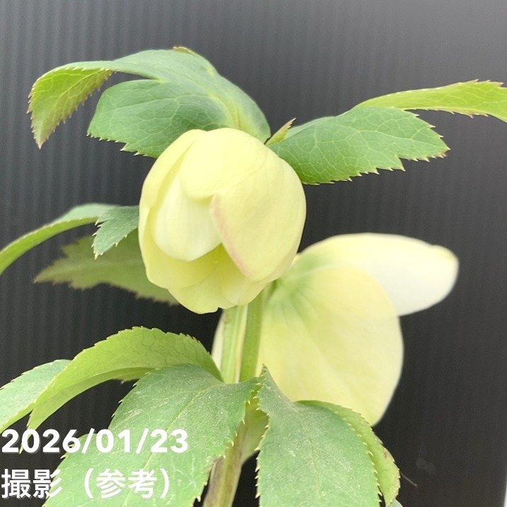 一点物】加藤農園 クリスマスローズ 4.5号（KT49）｜山野04-PA | 草花