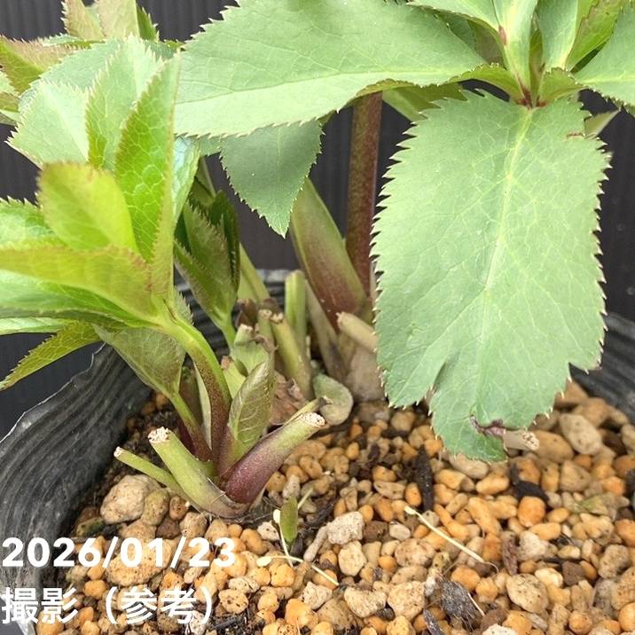 一点物】加藤農園 クリスマスローズ 4.5号（KT49）｜山野04-PA | 草花