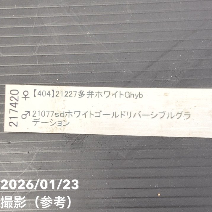 一点物】加藤農園 クリスマスローズ 4.5号（KT49）｜山野04-PA | 草花