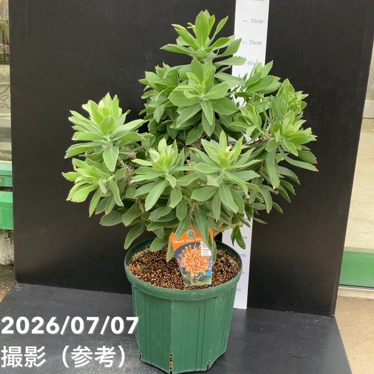 決算P5倍！8/2まで】【お買い得 現品お届け】リューコスペルマム