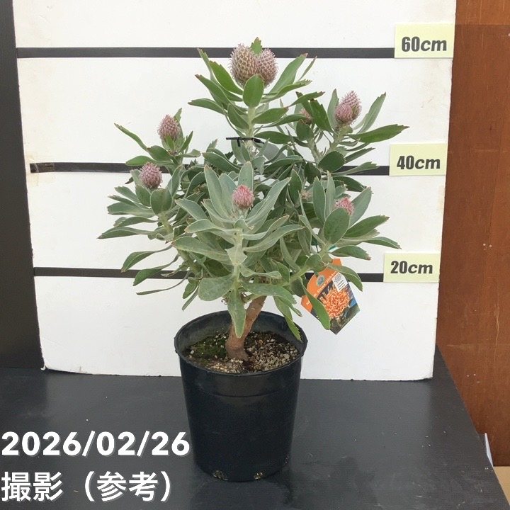 お買い得 現品お届け】リューコスペルマム マルディグラスリボン 7号