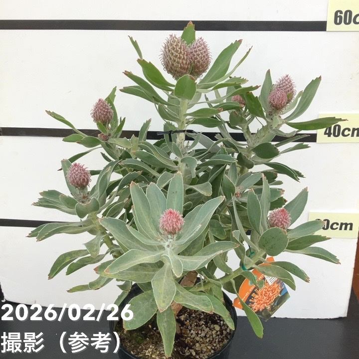 お買い得 現品お届け】リューコスペルマム マルディグラスリボン 7号
