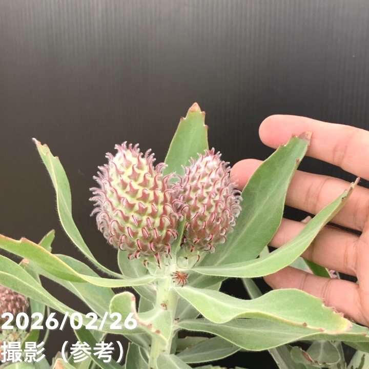 お買い得 現品お届け】リューコスペルマム マルディグラスリボン 7号