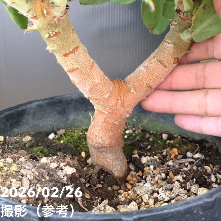 お買い得 現品お届け】リューコスペルマム マルディグラスリボン 7号