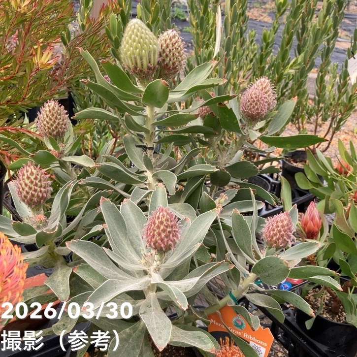 65周年記念セール】【お買い得 現品お届け】リューコスペルマム