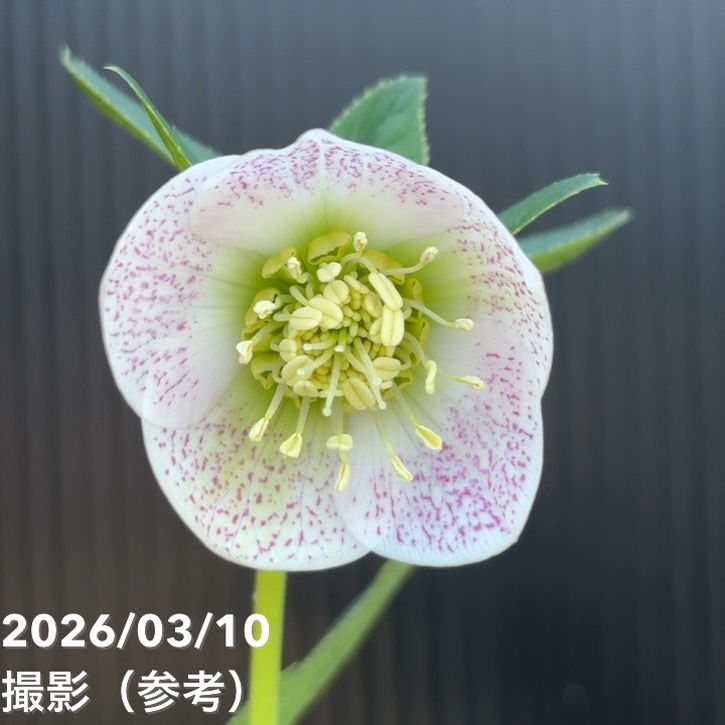 一点物】大和園 クリスマスローズ 4.5号（YA25）｜山野04-PA | 草花