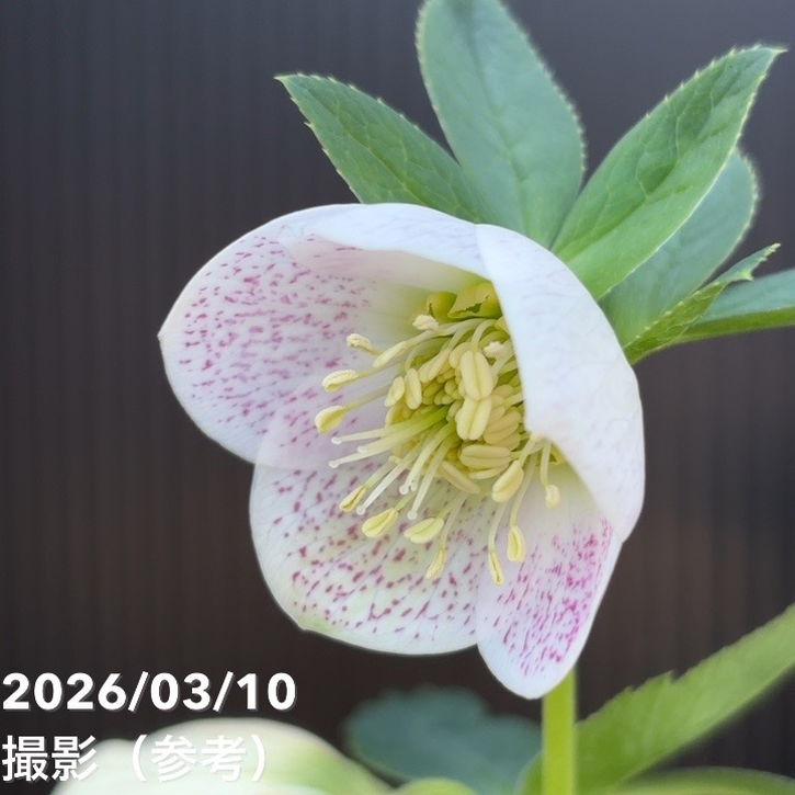 一点物】大和園 クリスマスローズ 4.5号（YA25）｜山野04-PA | 草花