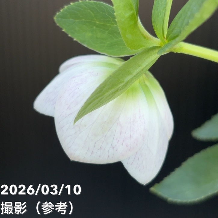 一点物】大和園 クリスマスローズ 4.5号（YA25）｜山野04-PA | 草花