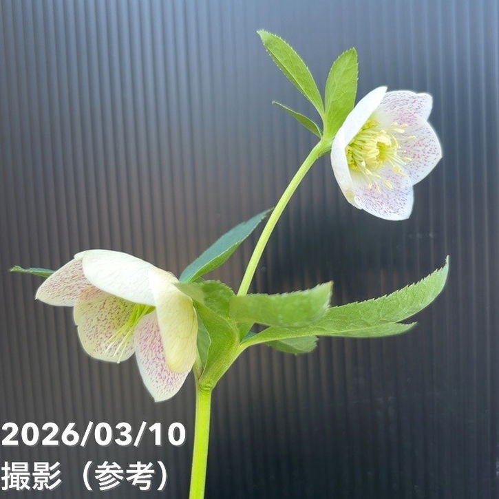 一点物】大和園 クリスマスローズ 4.5号（YA25）｜山野04-PA | 草花