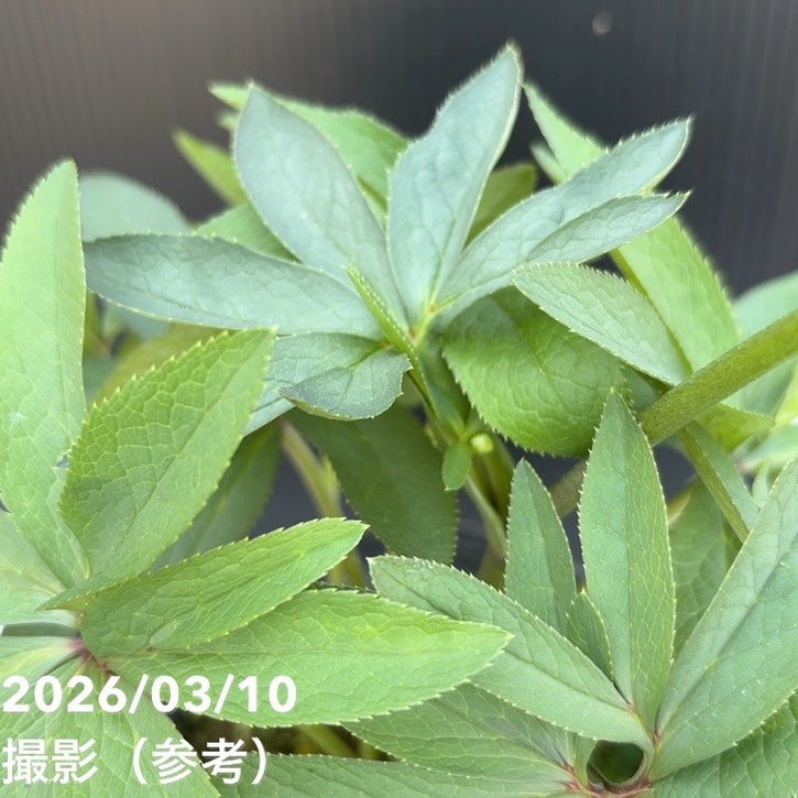 一点物】大和園 クリスマスローズ 4.5号（YA25）｜山野04-PA | 草花