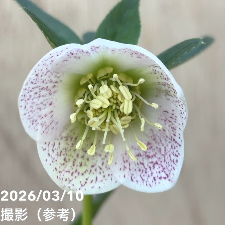 一点物】大和園 クリスマスローズ 4.5号（YA25）｜山野04-PA | 草花