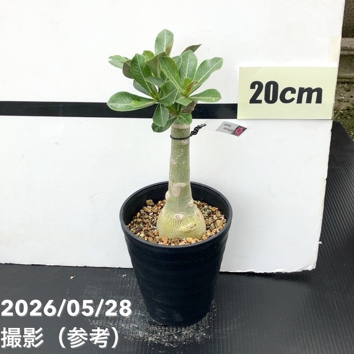 アデニウム オベスム 4号 Phraw Tawan（4）｜観葉01-D1 | 観葉・多肉