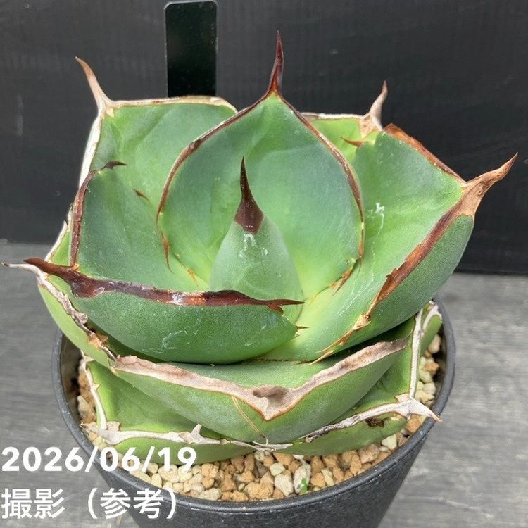 アガベ 4号 Juggernaut｜観葉04-PA | 観葉・多肉,アガベ | 赤塚植物園