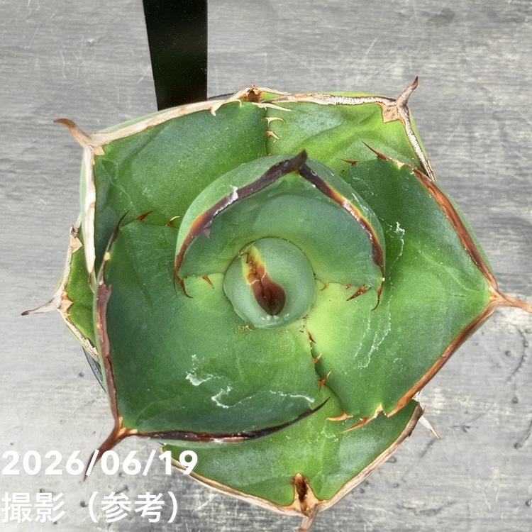 アガベ 4号 Juggernaut｜観葉10-TU | 観葉・多肉,アガベ | 赤塚植物園