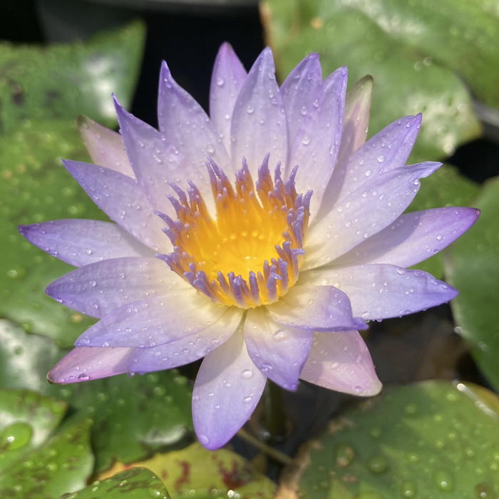 熱帯スイレン 4号 プラウナパ｜草花01-D1 | 草花,熱帯スイレン・温帯